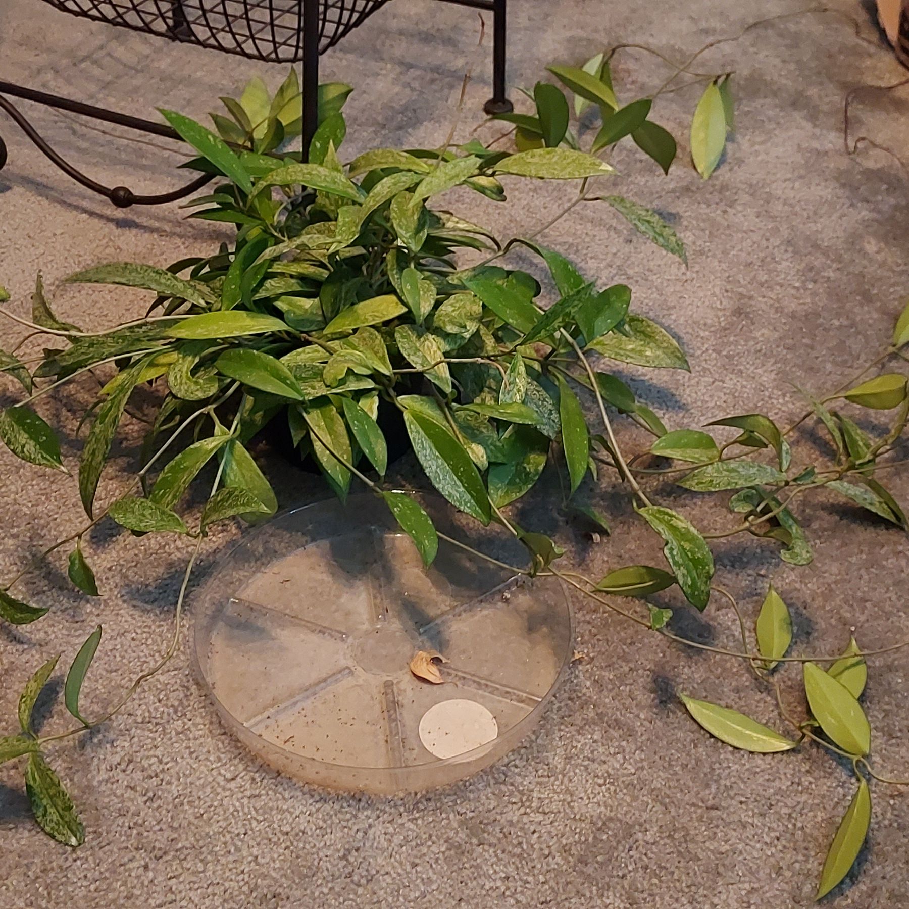 Photo of the plant species Pink Silver Pubicalyx by @AzuritDragonfly named Hoya Pubicalyx Pink Silver on Greg, the plant care app