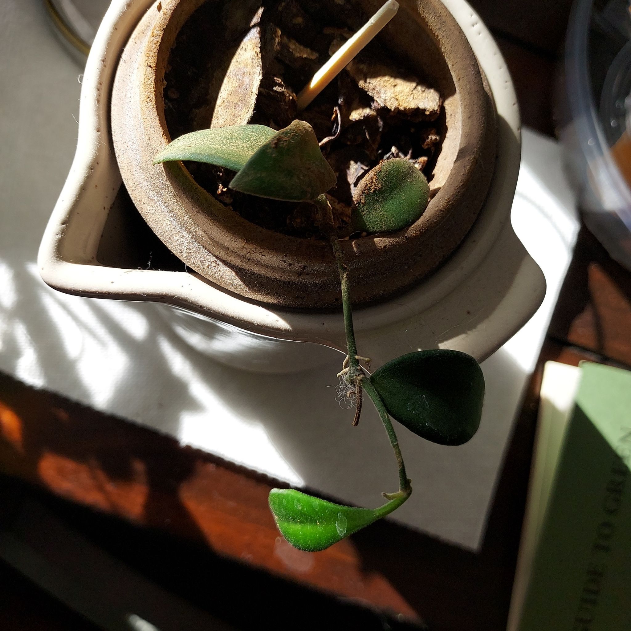 Potted Hoya 'Burtoniae' plant with green leaves and visible soil.