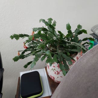 False Christmas Cactus plant in Denver, Colorado