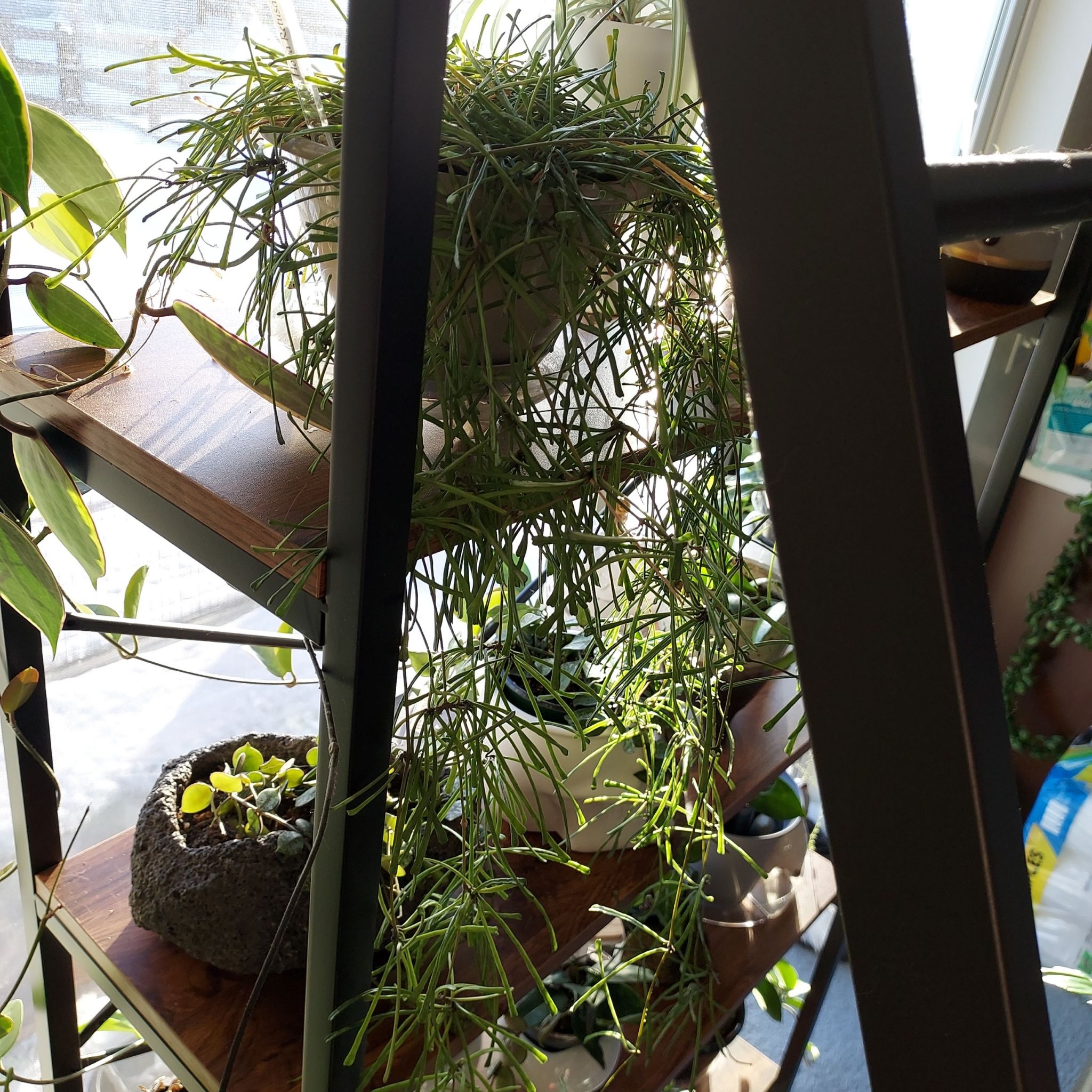 Grass-leaved Hoya plant on a shelf, healthy and well-lit.