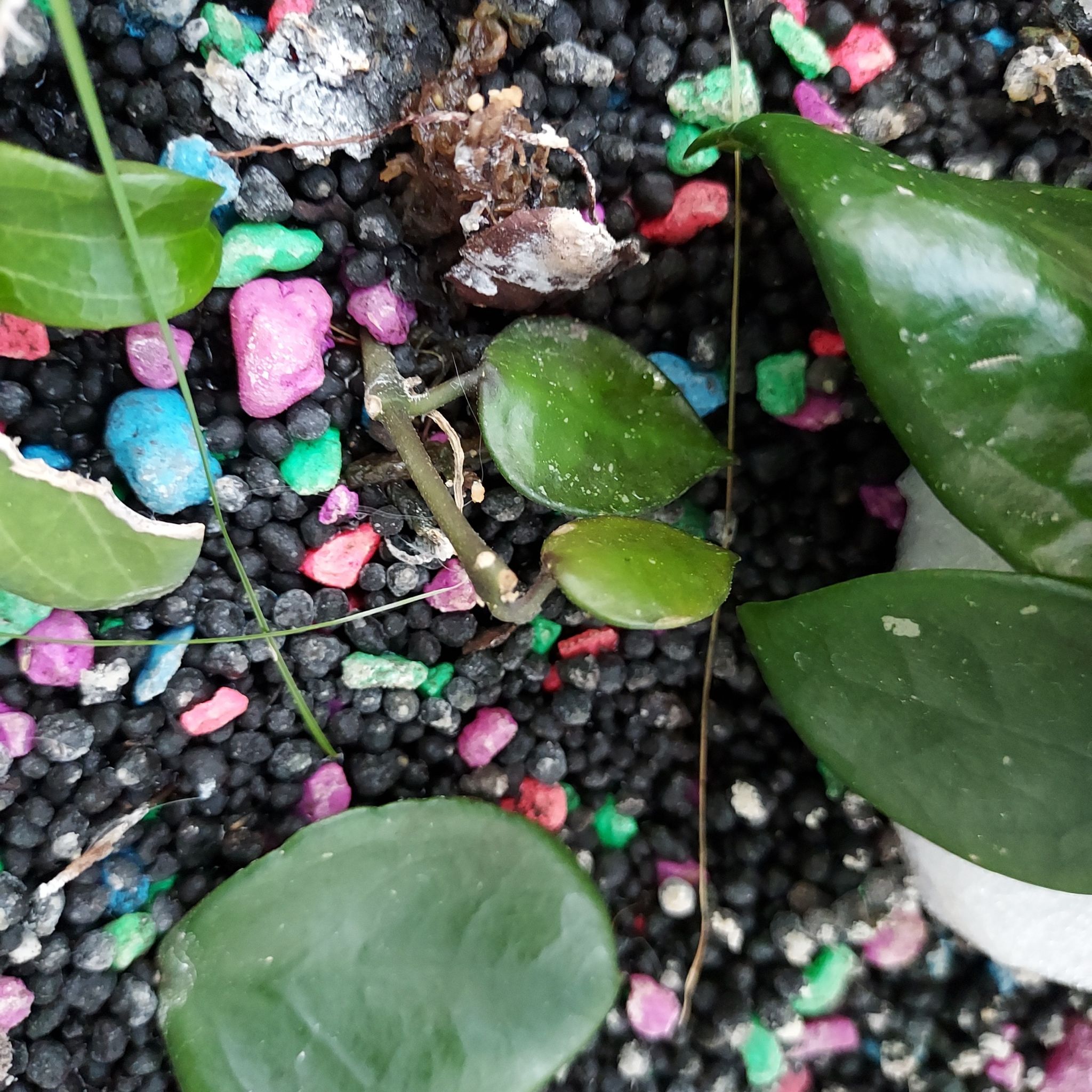 Hoya krohniana black plant with green leaves and colorful pebbles.