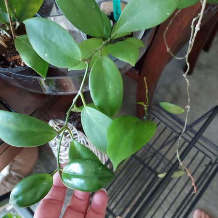 Photo of the plant species Hoya pottsii 'Khao Yai' by @AzuritDragonfly named Hoya Pottsii X on Greg, the plant care app