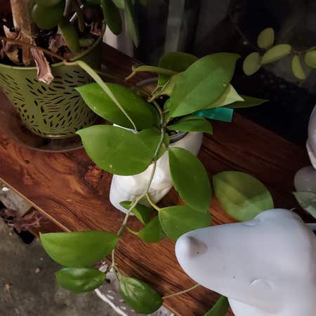 Photo of the plant species Hoya pottsii 'Khao Yai' by @AzuritDragonfly named Hoya Pottsii X on Greg, the plant care app
