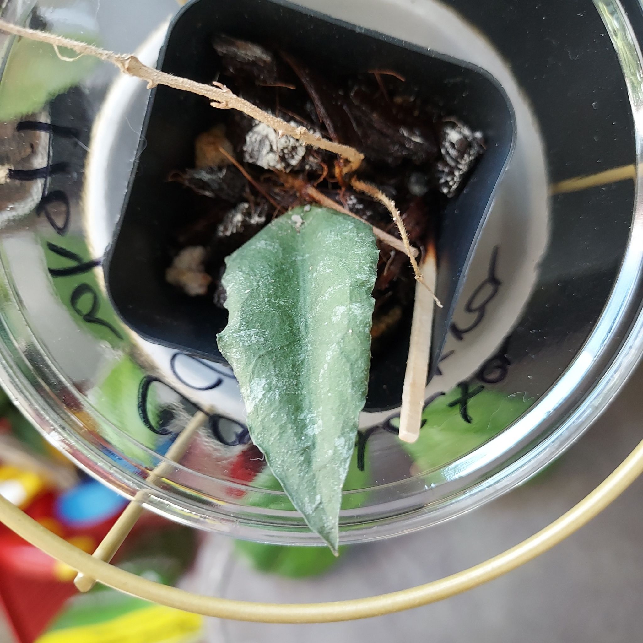 Hoya caudata Sumatra plant with a single healthy leaf in a small pot.