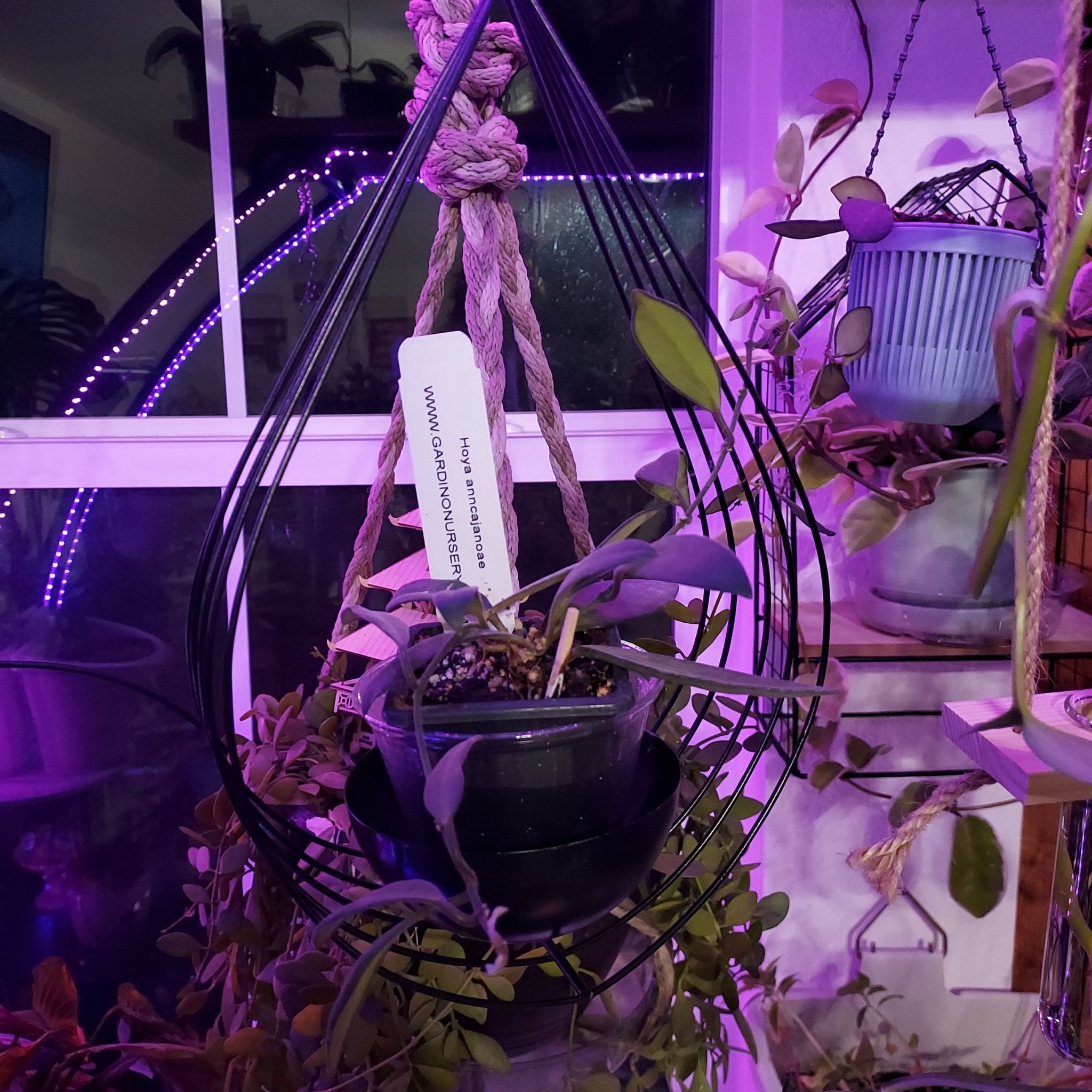Photo of the plant species Waxvine by @AzuritDragonfly named Hoya Anncajanoae on Greg, the plant care app
