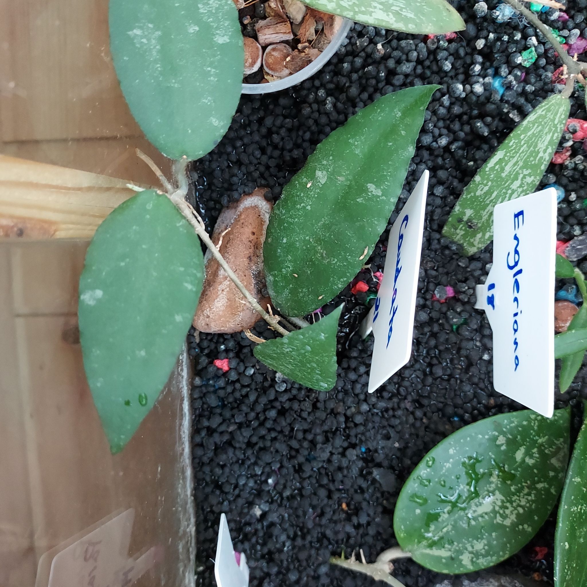 Hoya caudata Sumatra plant with green leaves in a pot, visible soil, and labels.