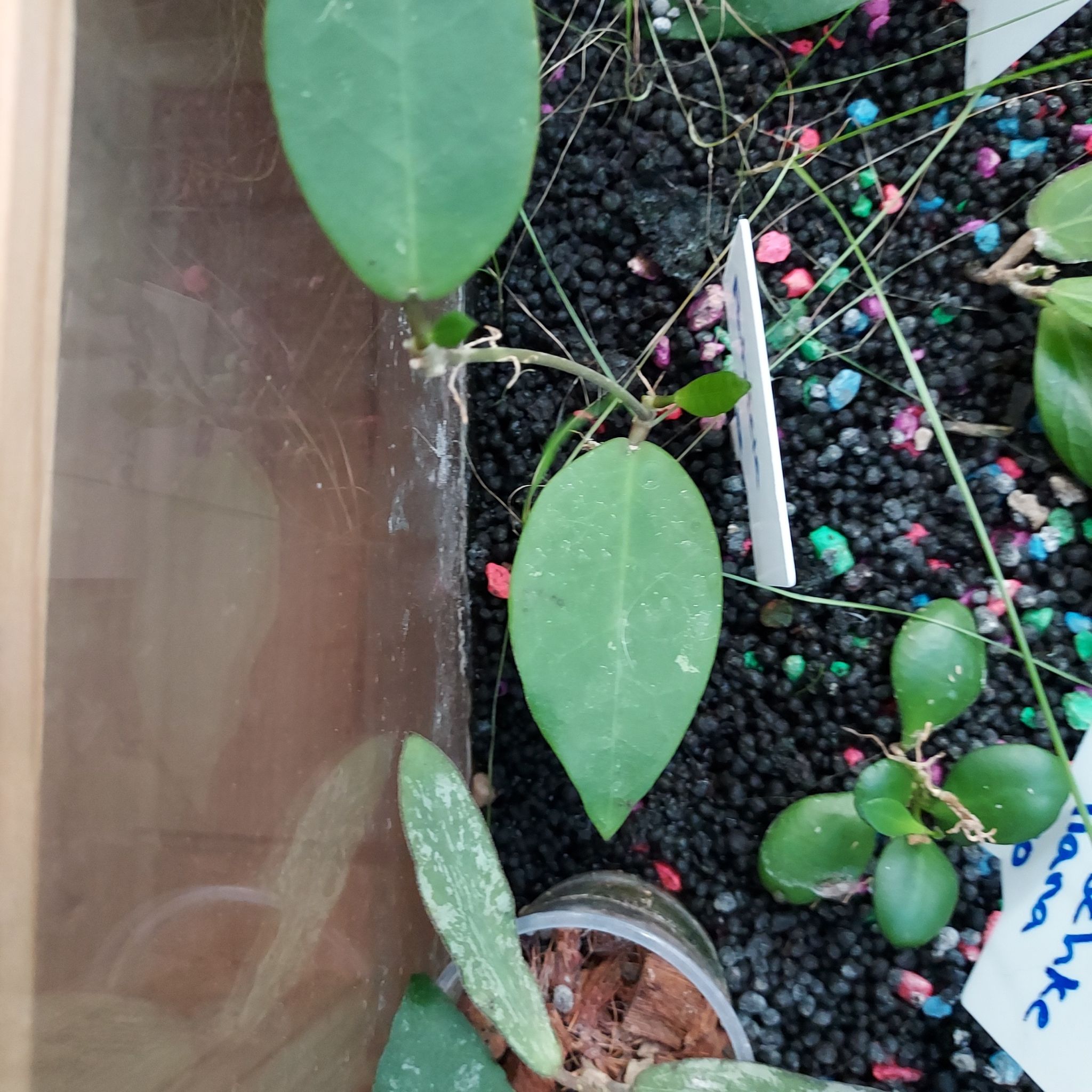 Photo of the plant species Hoya Patricia by @AzuritDragonfly named Hoya Patricia on Greg, the plant care app