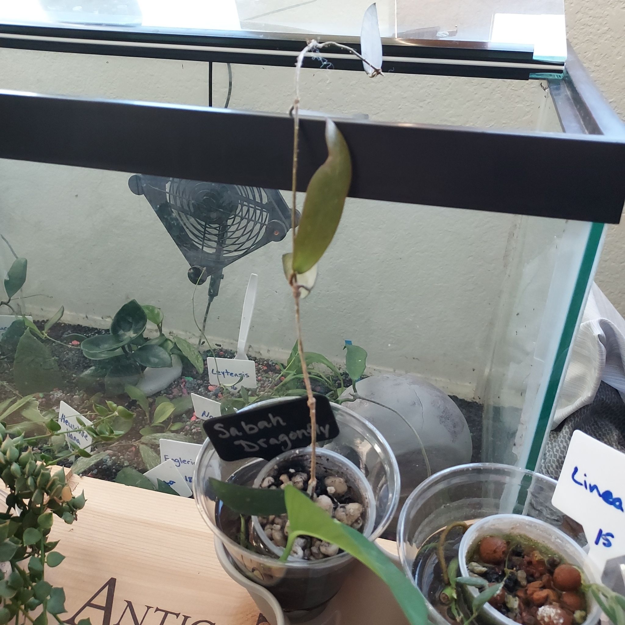 Photo of the plant species Hoya Sabah by @AzuritDragonfly named Hoya Sabah Dragonfly on Greg, the plant care app