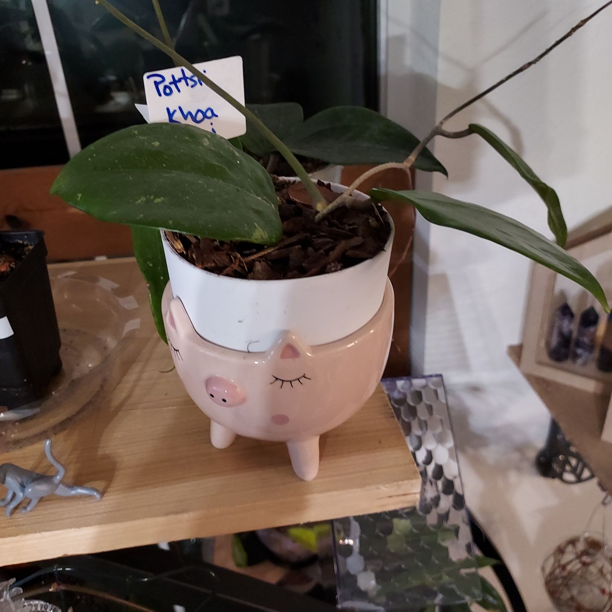 Photo of the plant species Hoya pottsii 'Khao Yai' by @AzuritDragonfly named Hoya Pottsii Khoa yai on Greg, the plant care app