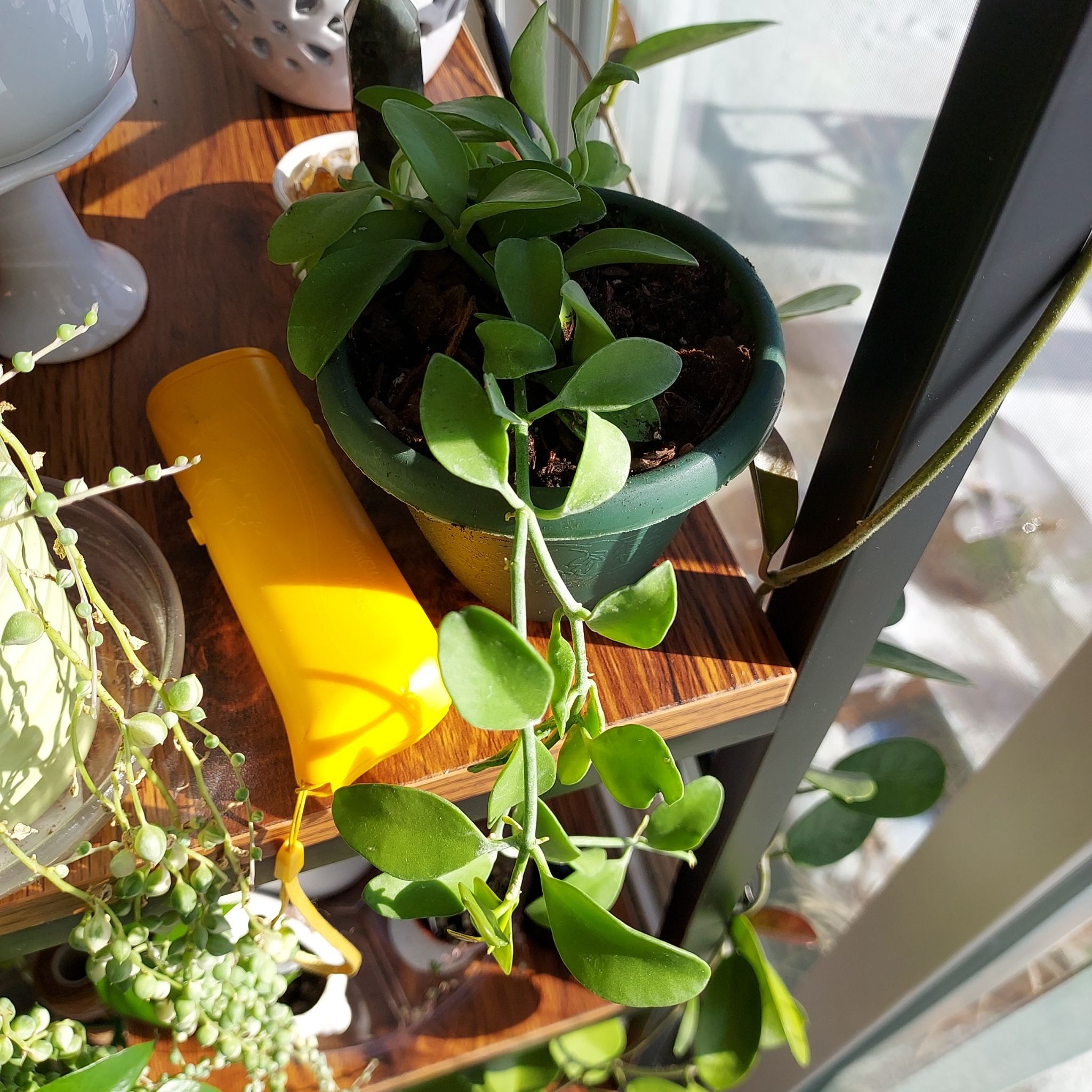 Photo of the plant species Dischidia 'Green Cascade' by @AzuritDragonfly named Dischidia Green Apple on Greg, the plant care app