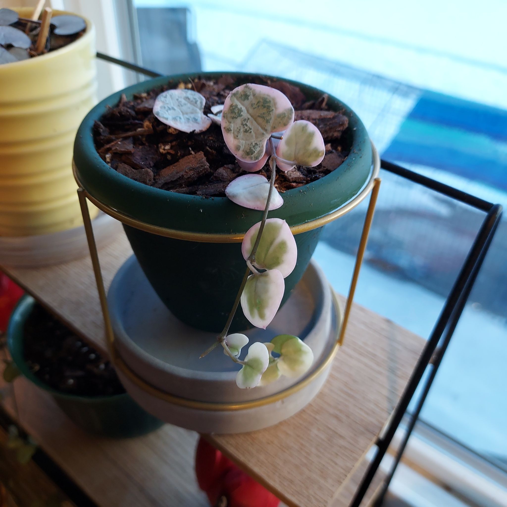 Variegated String of Hearts plant in a pot with visible soil, well-framed and in focus.