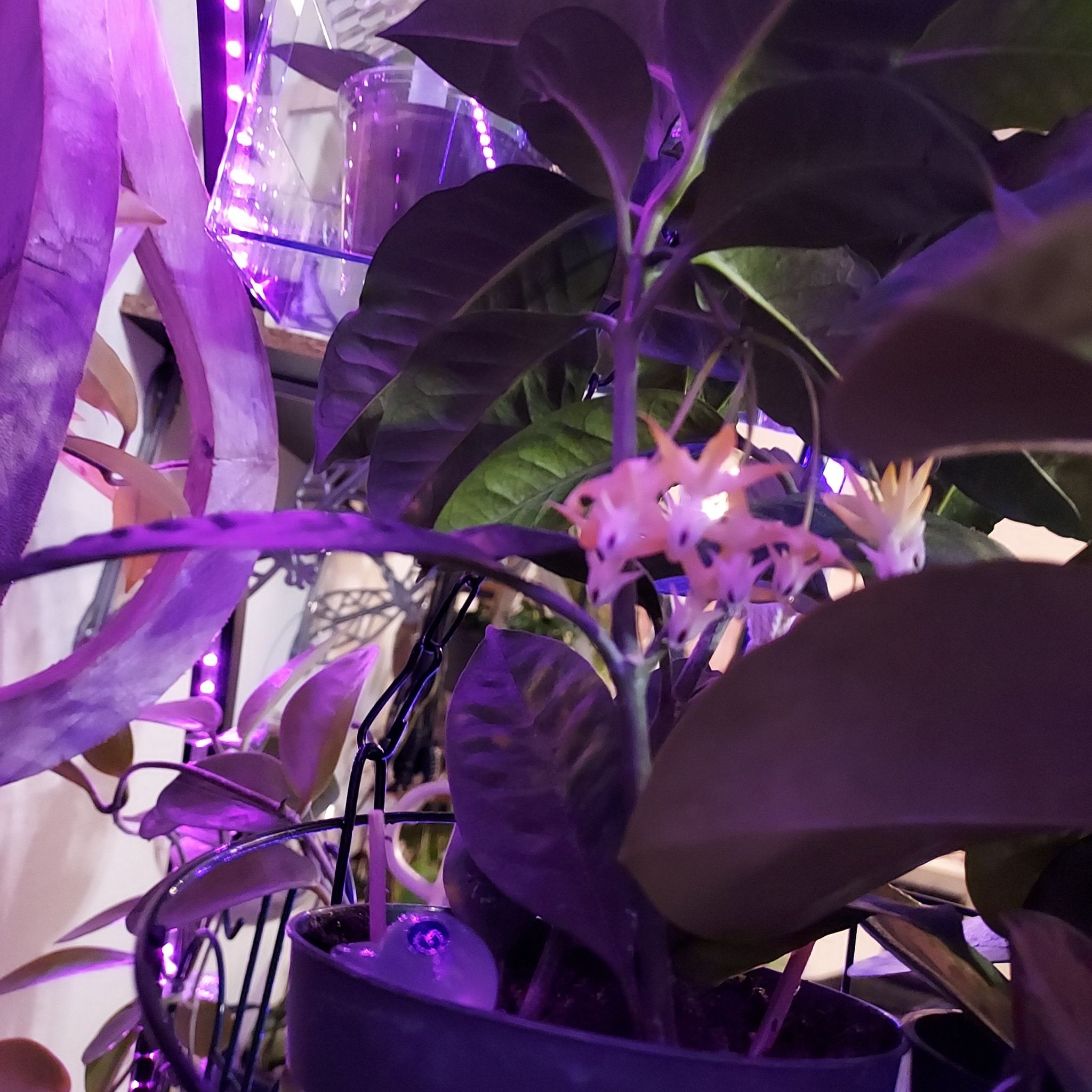 Shooting Stars Wax Plant with dark green leaves and star-shaped flowers under purple lighting.