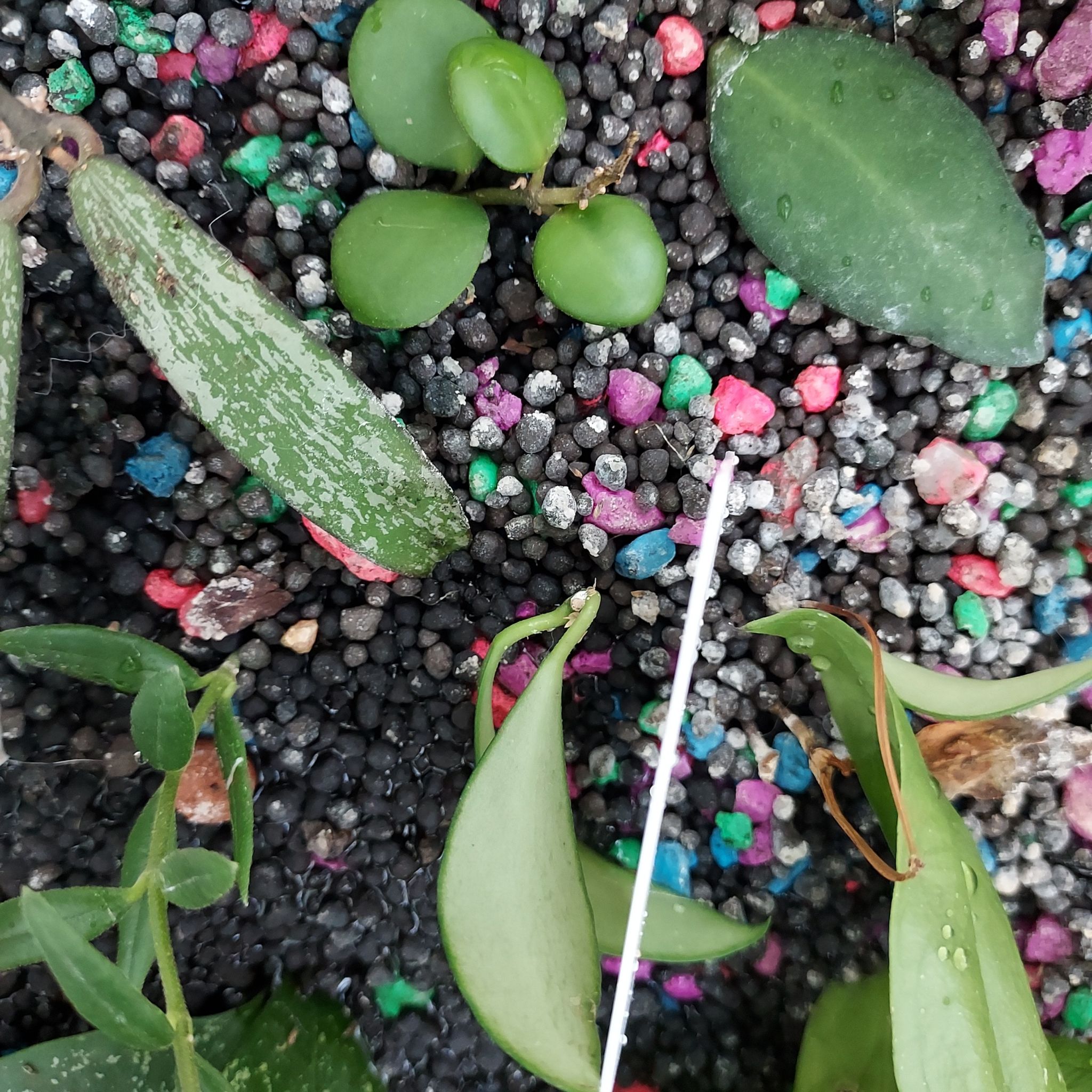 Hoya bilobata plant with green leaves and colorful pebbles in the soil.