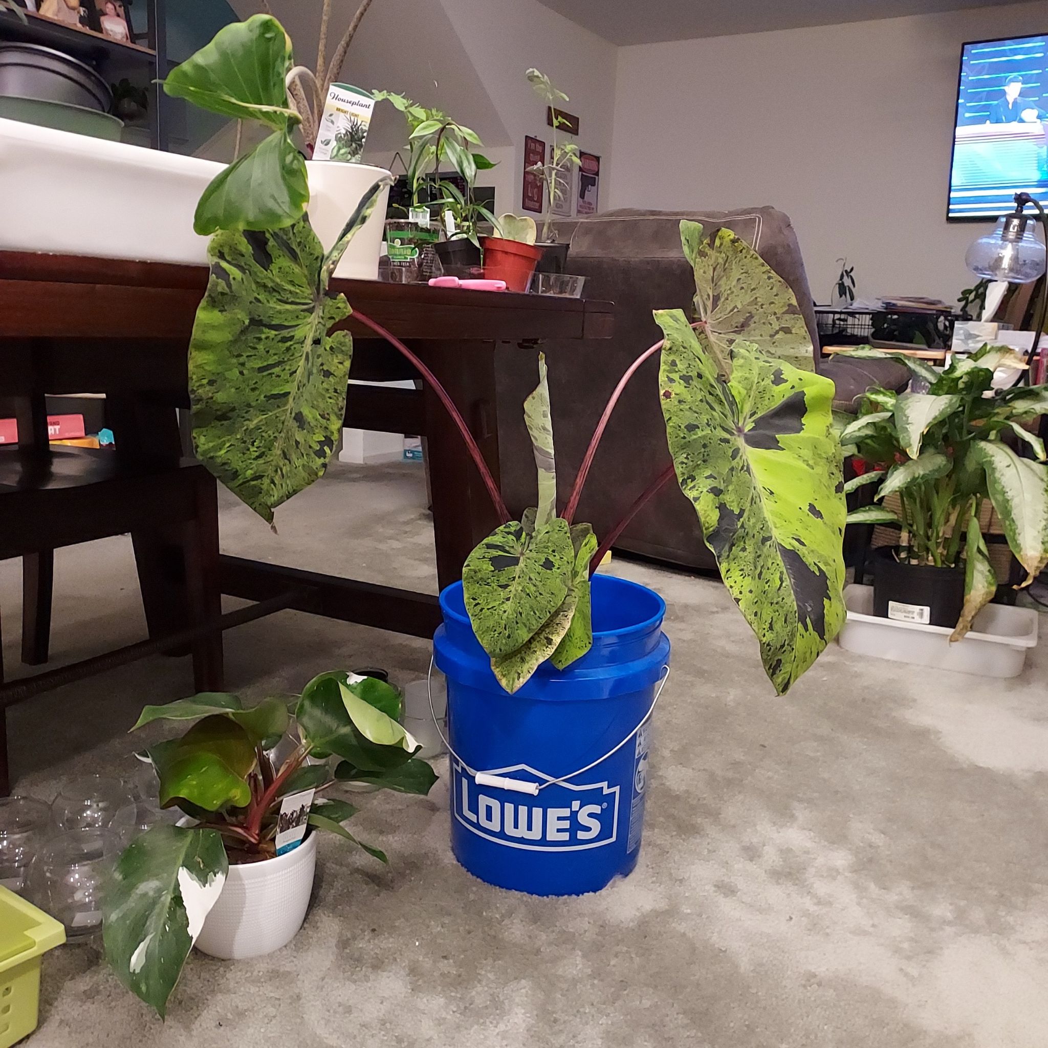 Taro 'Mojito' plant with variegated leaves in a blue Lowe's bucket, indoors with other plants.