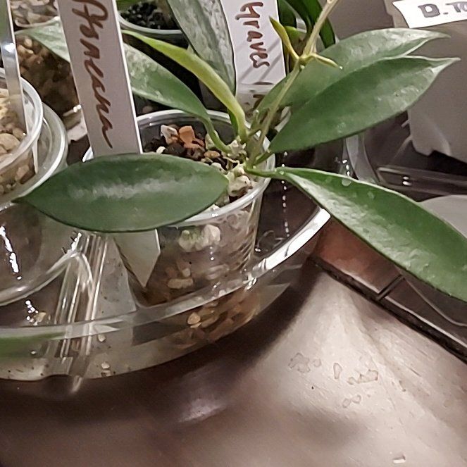 Photo of the plant species Hoya Stoneiana by @AzuritDragonfly named Hoya Stoneiana on Greg, the plant care app