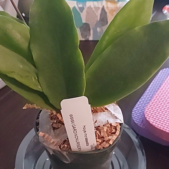 Photo of the plant species Hoya Moonshadow by @AzuritDragonfly named Hoya Incrassata on Greg, the plant care app