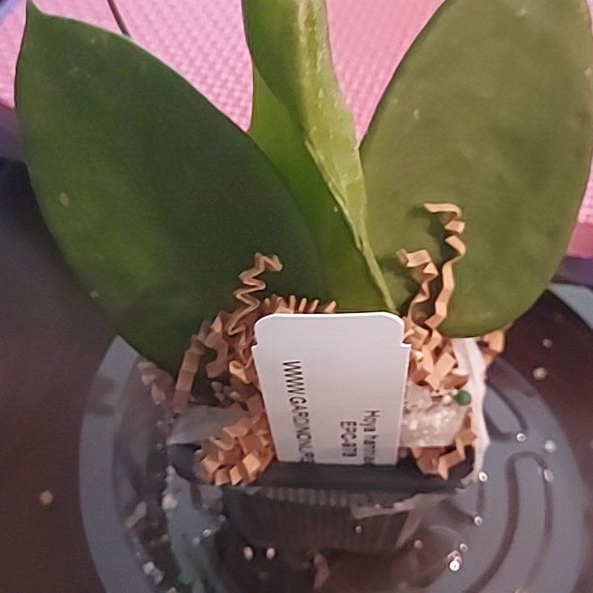 Photo of the plant species Hoya hanhiae by @AzuritDragonfly named Hoya Hanhiae EPC-978 on Greg, the plant care app