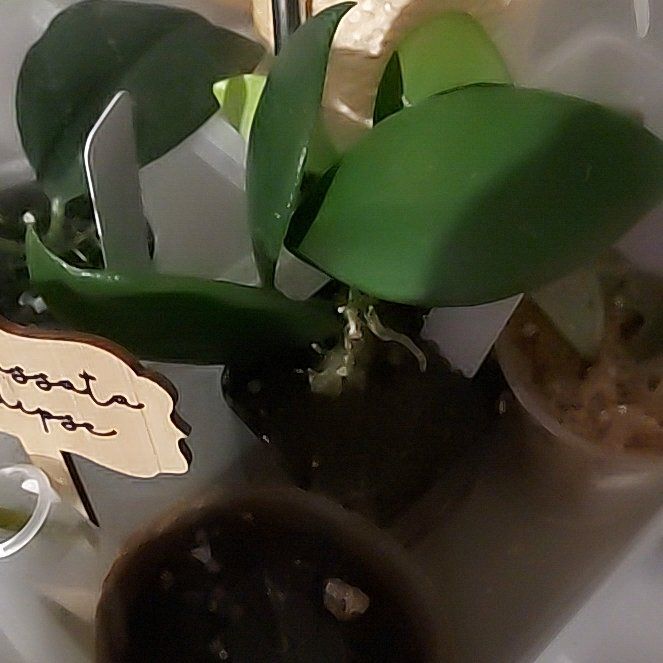 Photo of the plant species Hoya diversifolia by @AzuritDragonfly named Hoya Diptera on Greg, the plant care app