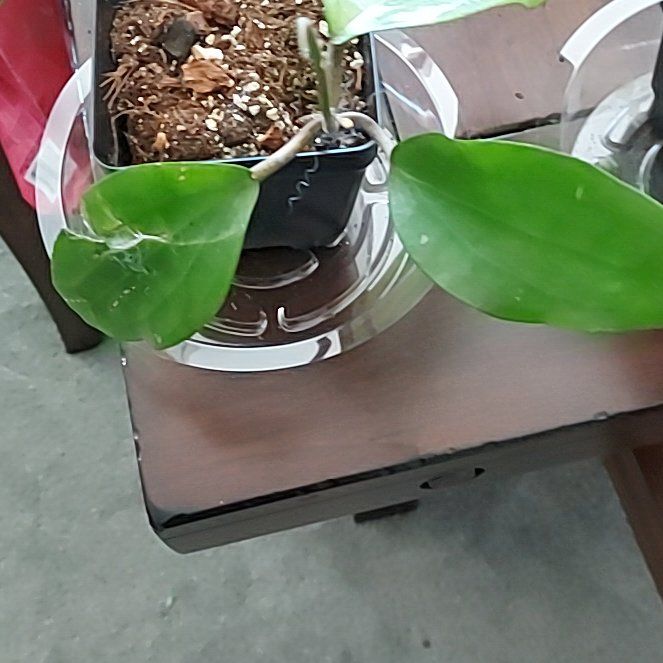 Photo of the plant species Hoya cinnamomifolia by @AzuritDragonfly named Hoya Cinnamomifolia var Purpeofusca on Greg, the plant care app