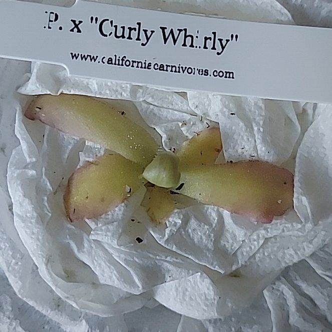 Photo of the plant species Small Butterwort by @AzuritDragonfly named Curly whirly on Greg, the plant care app