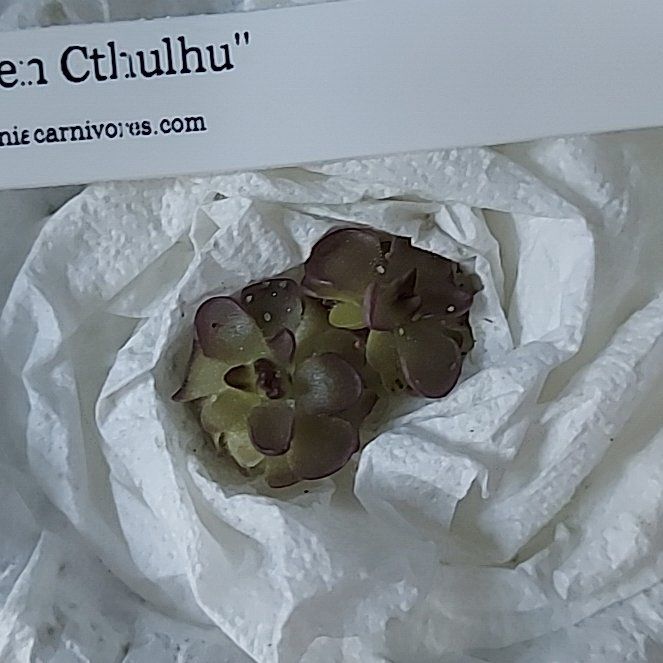 Photo of the plant species Mexican butterwort by @AzuritDragonfly named Queen Cthulhu on Greg, the plant care app