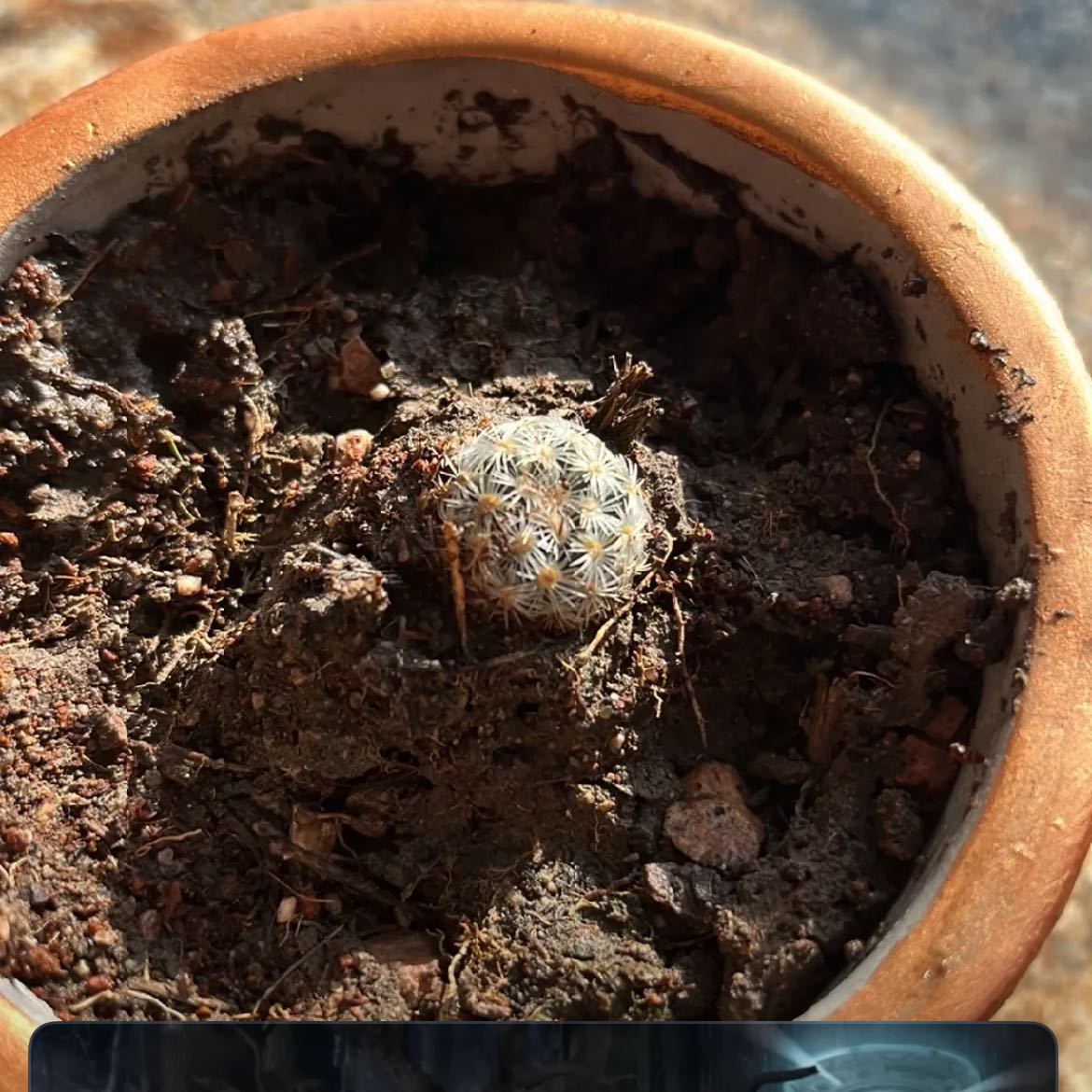 Photo of the plant species golf ball cactus by @UndividedFern named Steve on Greg, the plant care app