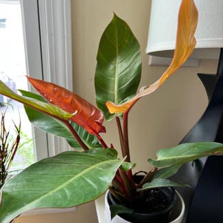 Philodendron Prince of Orange plant in Amherst, Massachusetts