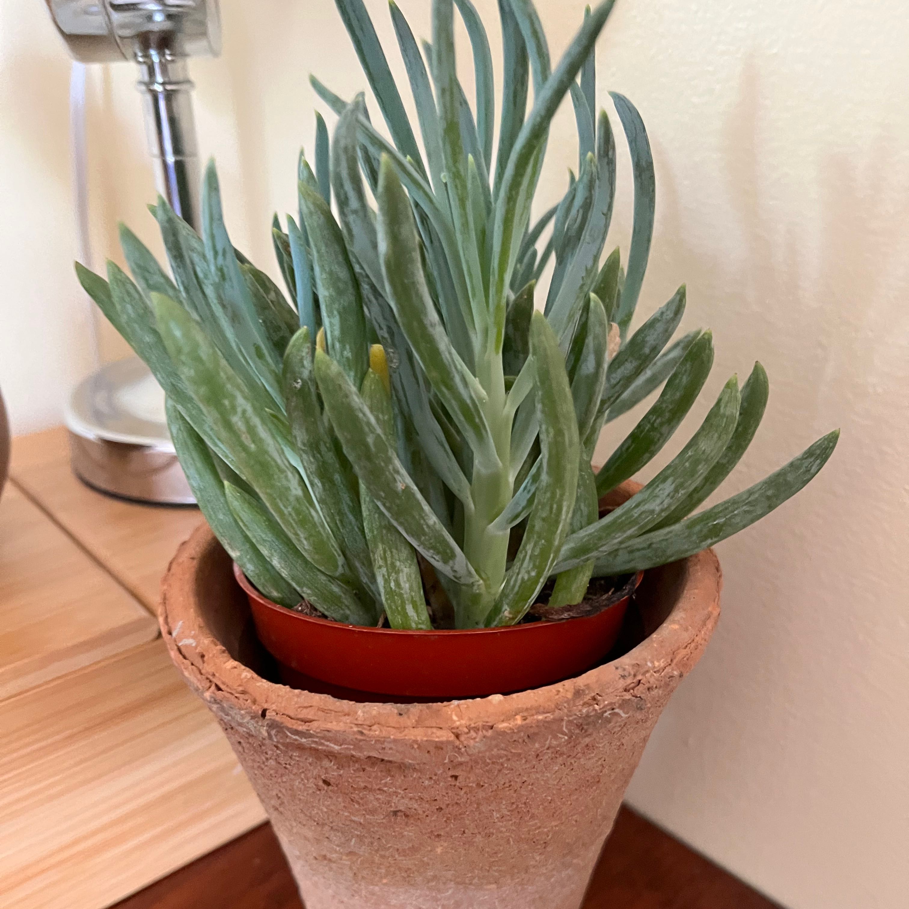 Photo of the plant species Dwarf Clone by @DinkumFernmoss named Olaf on Greg, the plant care app