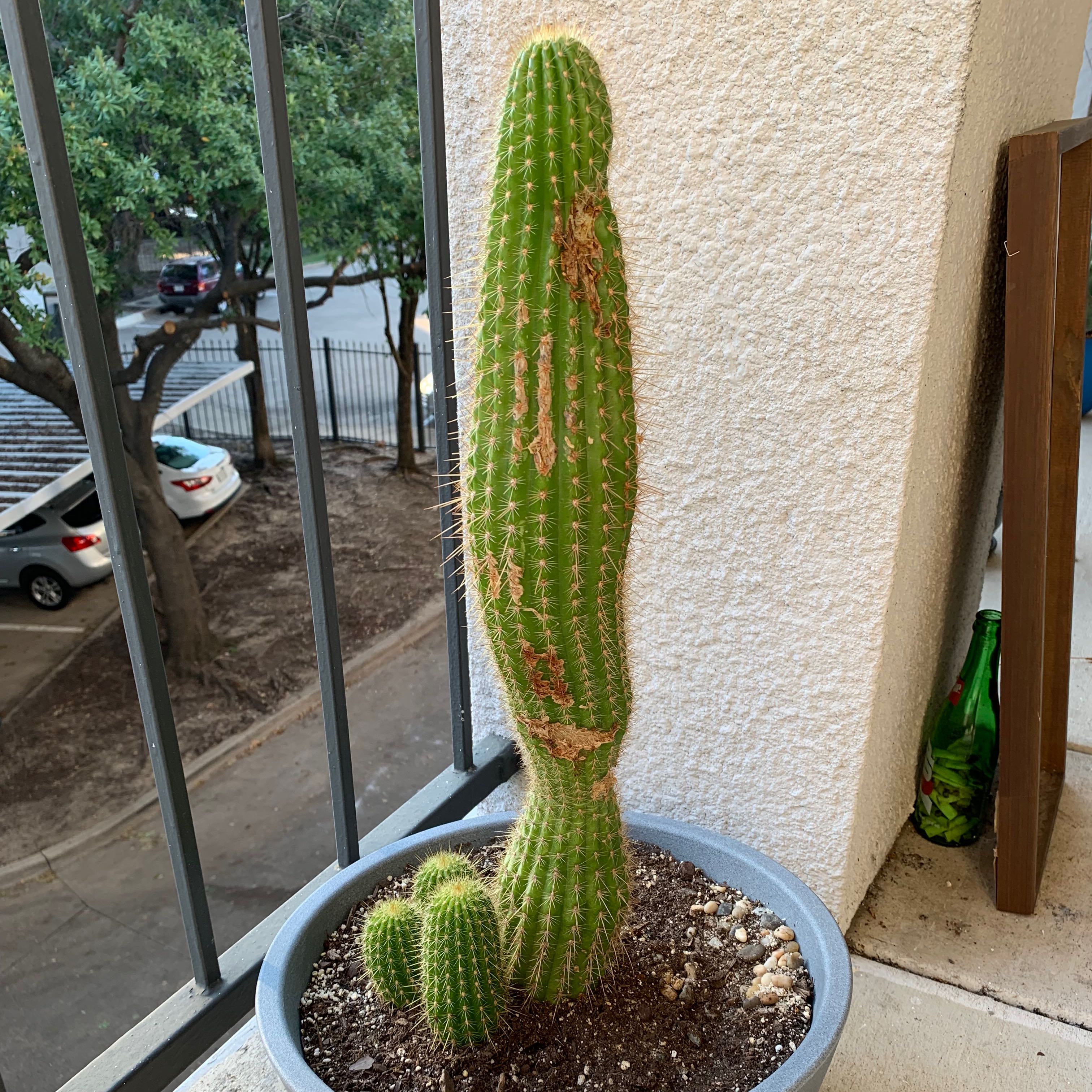 Torch Cactus in a pot on a balcony with visible browning and damage on its surface.