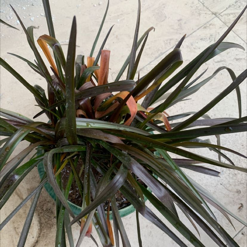 Potted Mondo grass plant with some browning leaves, well-framed and centered.