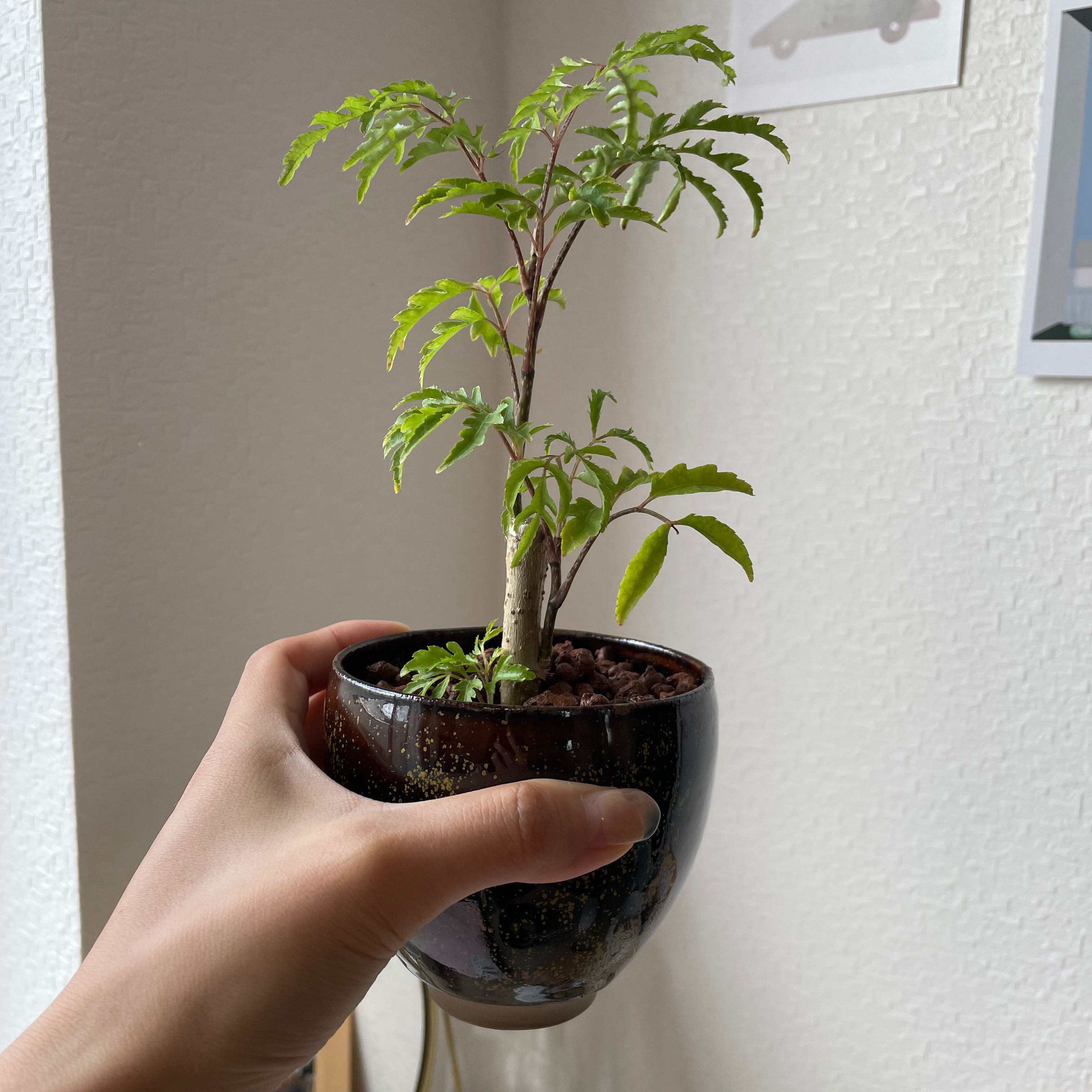 Ming Aralia uploaded to the Greg plant app by @WorkhorseAnacua