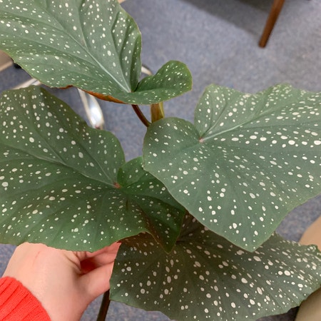 Photo of the plant species begonia maculata wightii by Happyplants247 named Spot on Greg, the plant care app