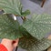 Calculate water needs of begonia maculata wightii