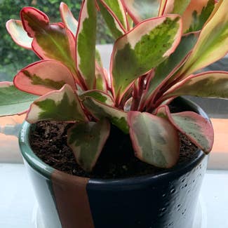 Rainbow Peperomia plant in Somewhere on Earth