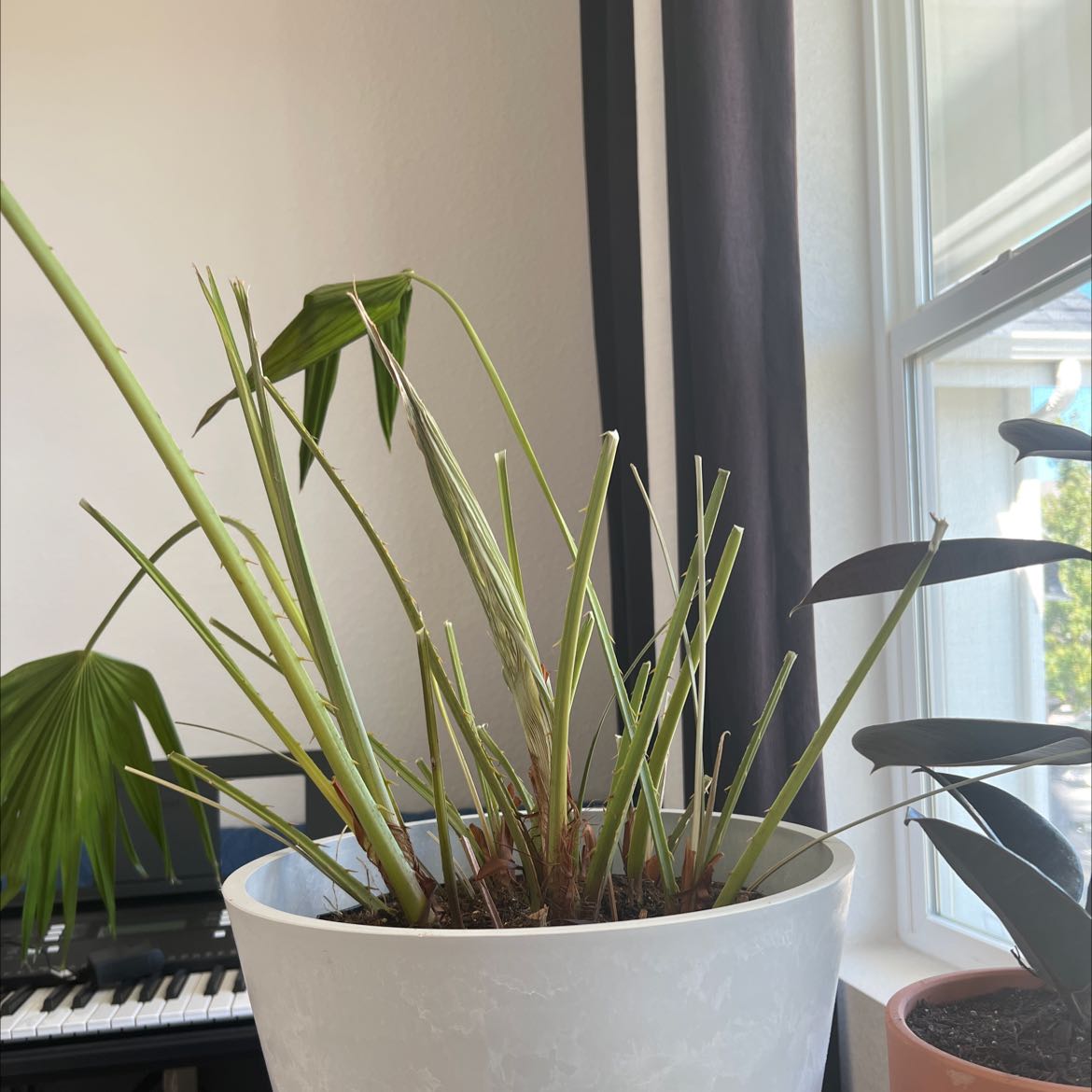 Photo of the plant species Fan Palm by @SecureSnowpeas named Fan Palm on Greg, the plant care app