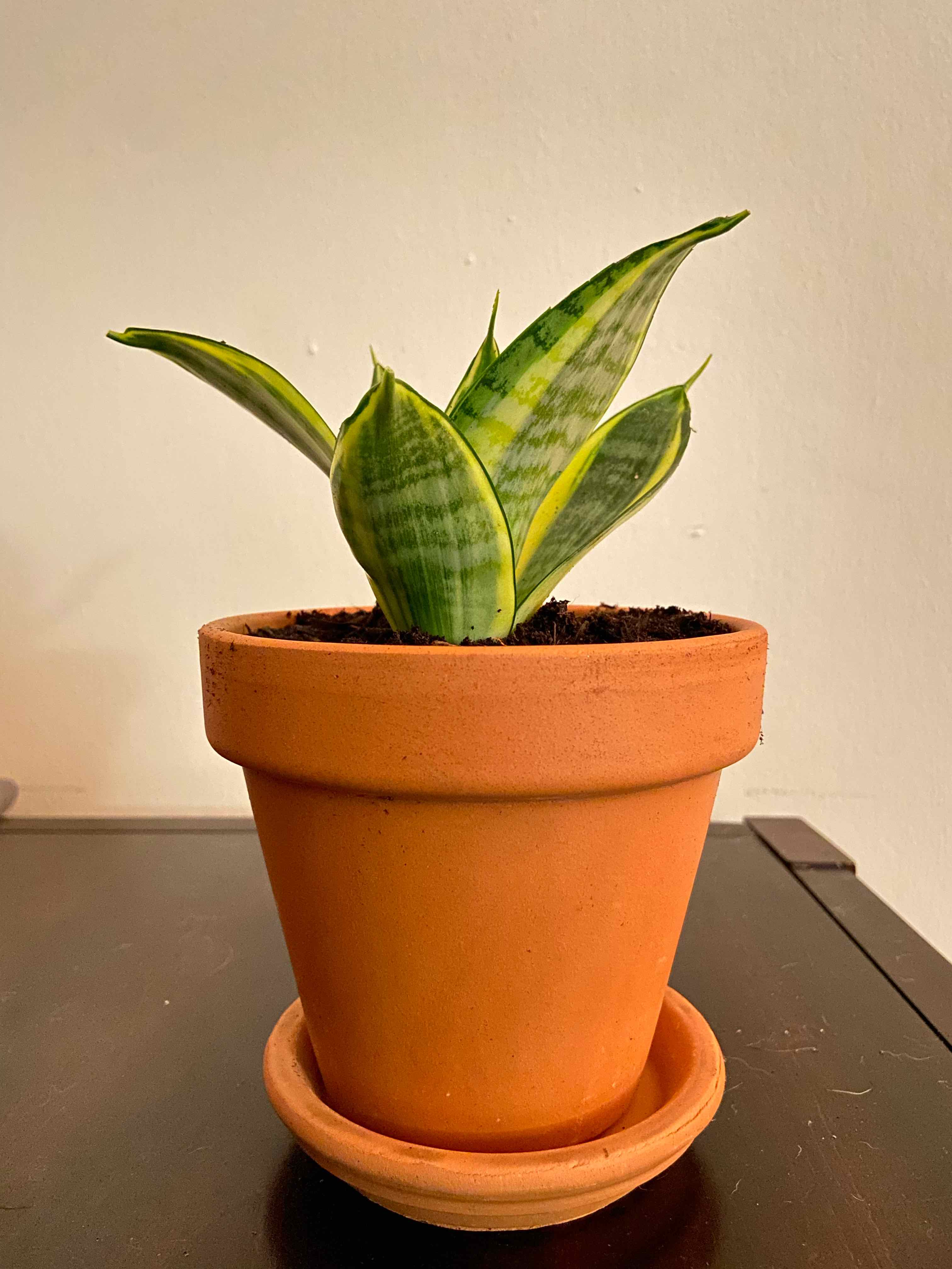 Photo of the plant species Bird's Nest Snake Plant by @Natural named Cyrus on Greg, the plant care app