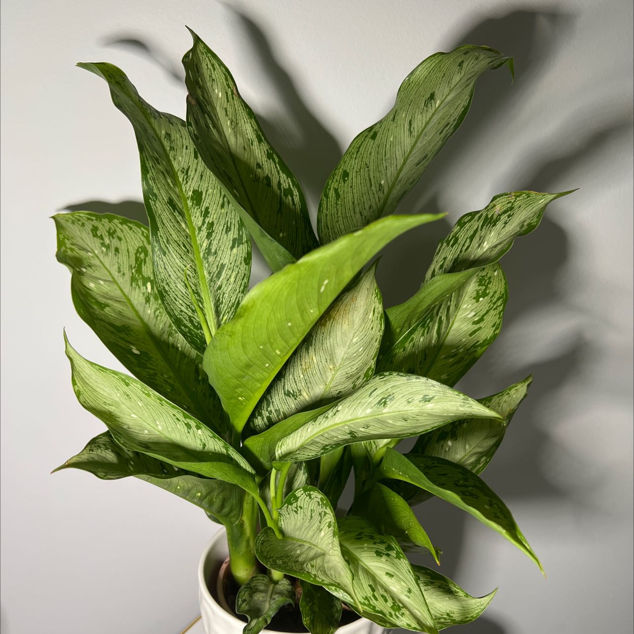 Healthy Dumb Cane 'Tiki' plant with vibrant green variegated leaves in a white pot.
