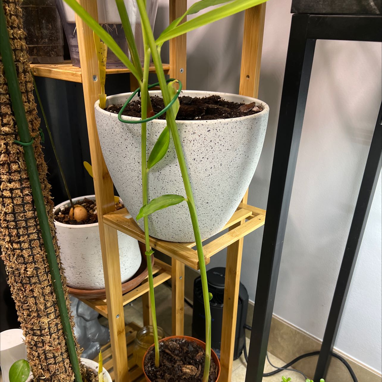 Potted Ginger Root plant with green leaves and visible soil.
