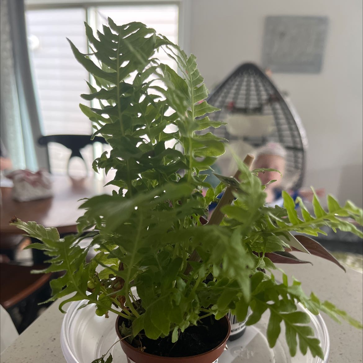 Silver Lady Fern in a small pot with vibrant green leaves, household furniture in the background.