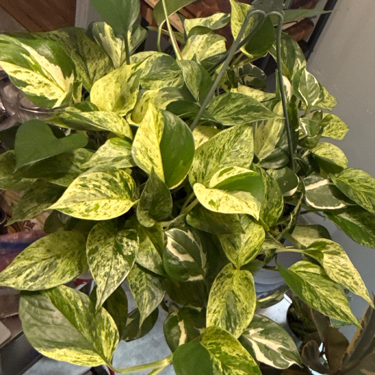 Plant care for Crassula on Greg, the plant care app