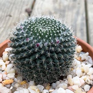Little Nipple Cactus plant in Irmo, South Carolina
