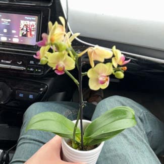 Phalaenopsis Orchid plant in Irmo, South Carolina