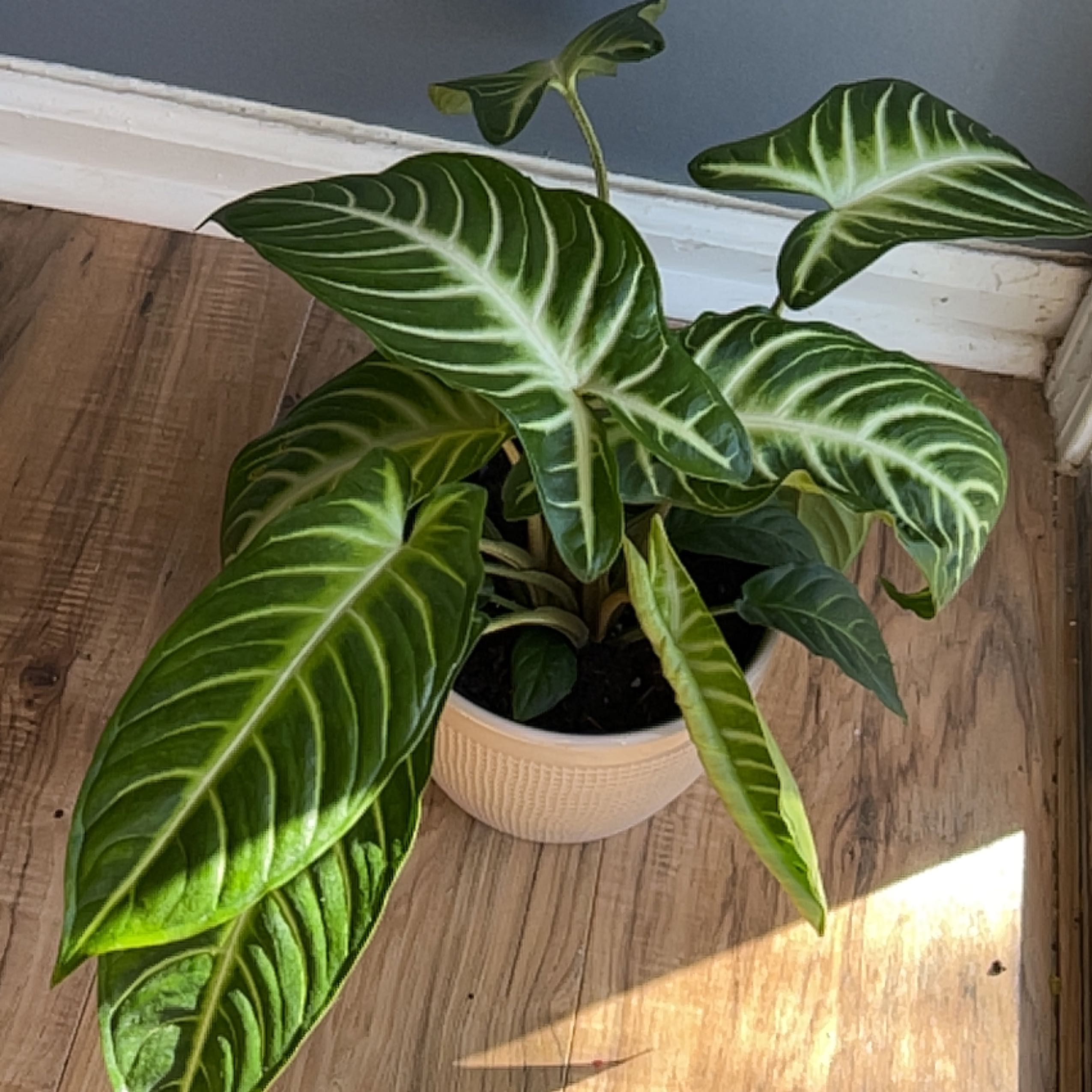 Healthy Xanthosoma Angel wings plant in a pot with vibrant green leaves and white veins.