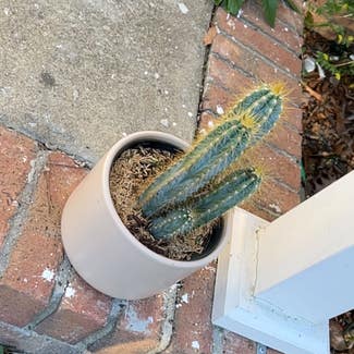 Blue Columnar Cactus plant in Irmo, South Carolina