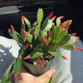 Easter Cactus plant in Irmo, South Carolina