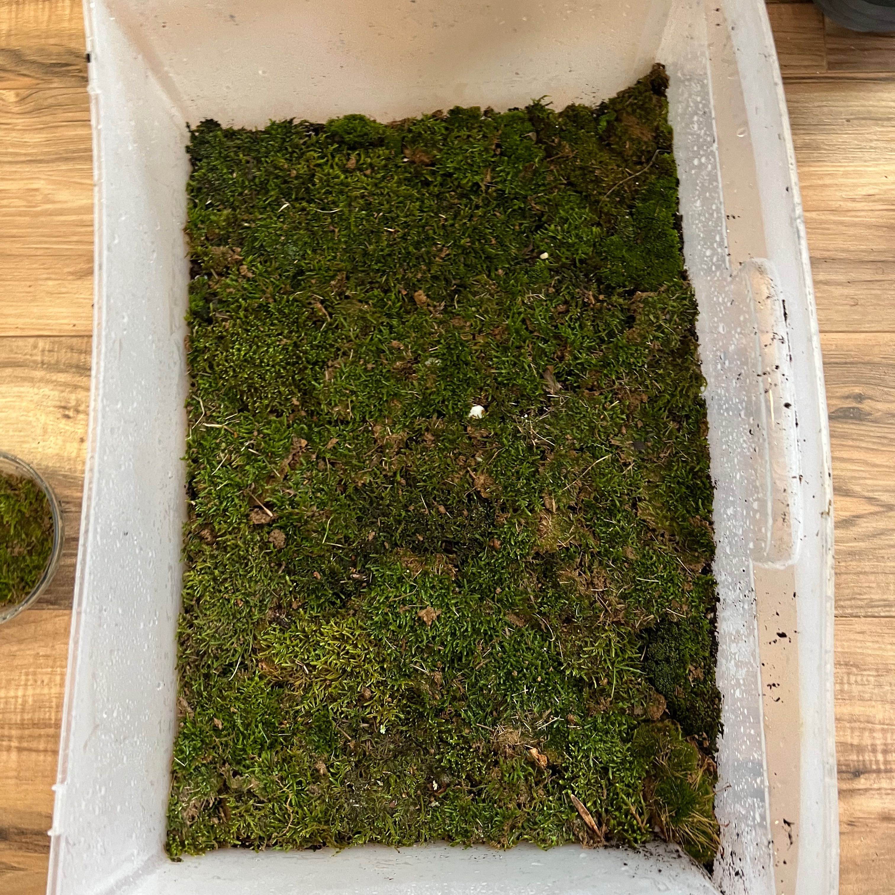 Container filled with healthy green Silvergreen Bryum Moss.