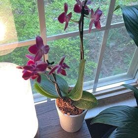 Phalaenopsis Orchid plant in Irmo, South Carolina