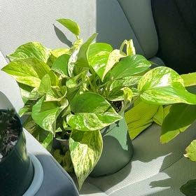 Marble Queen Pothos plant in Irmo, South Carolina