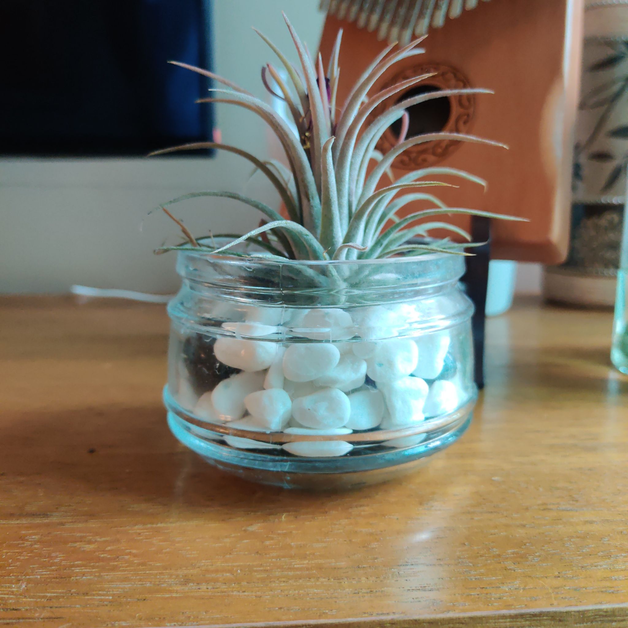 Photo of the plant species Blushing Bride Air Plant by @KeyCaucalis named Tom on Greg, the plant care app