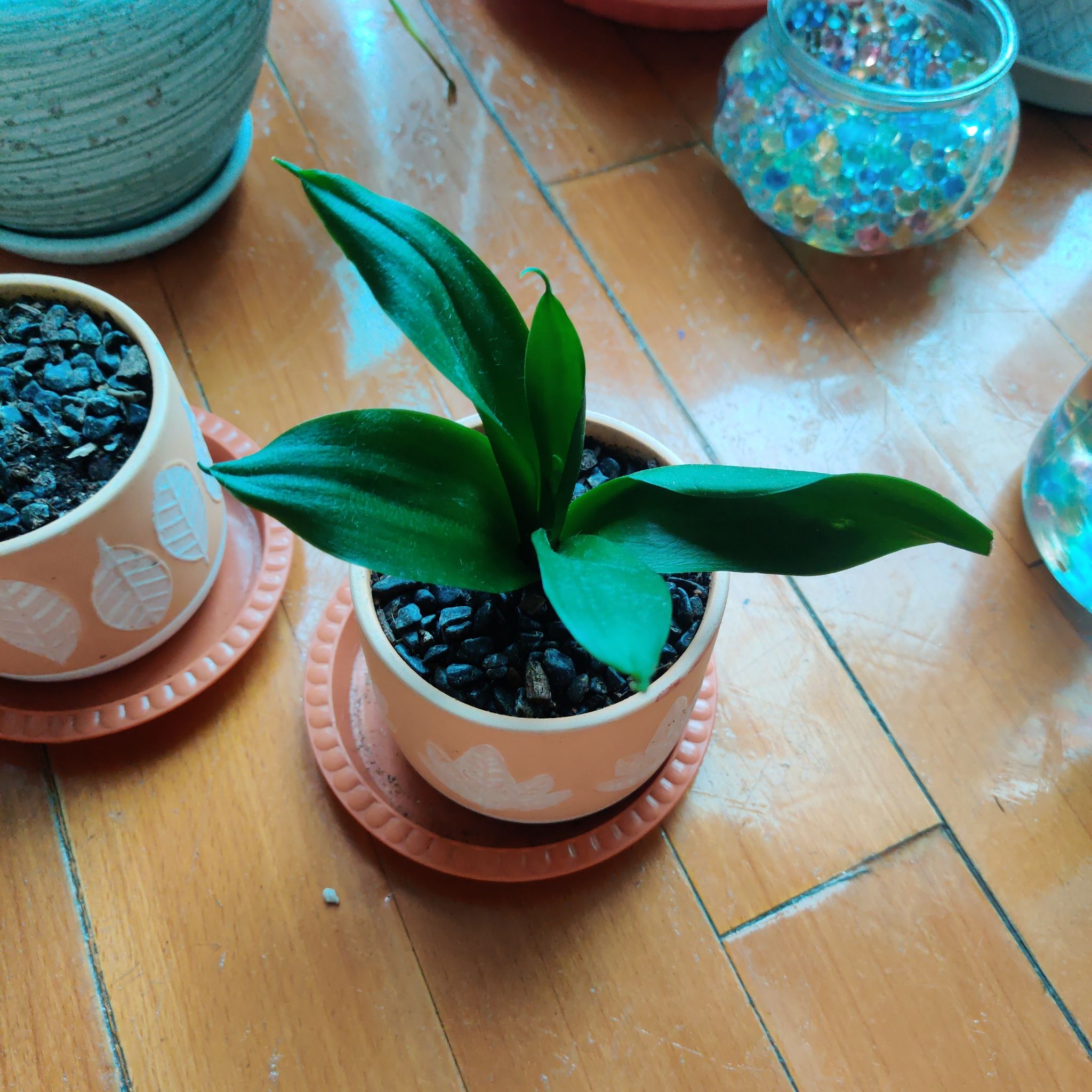 Potted Black Star Snake Plant with broad green leaves on a wooden floor.